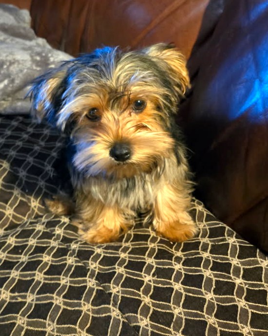 Traditional Puppies — Yorkshire Terrier puppies at Arlene's Yorkies