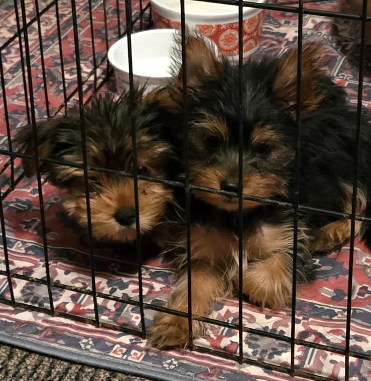 Traditional Puppies — Yorkshire Terrier puppies at Arlene's Yorkies — photo 2