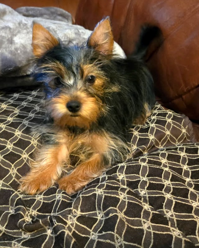 Traditional Puppies — Yorkshire Terrier puppies at Arlene's Yorkies — photo 3