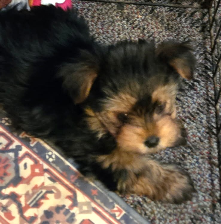 Traditional Puppies — Yorkshire Terrier puppies at Arlene's Yorkies — photo 4