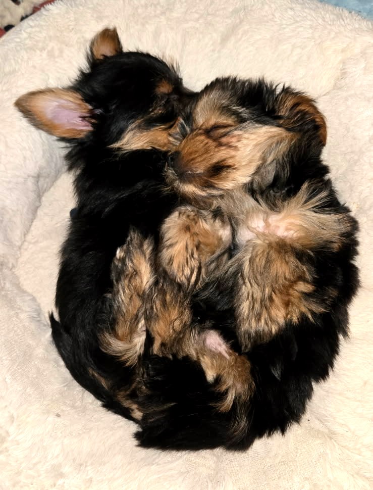 Traditional Puppies — Yorkshire Terrier puppies at Arlene's Yorkies — photo 5