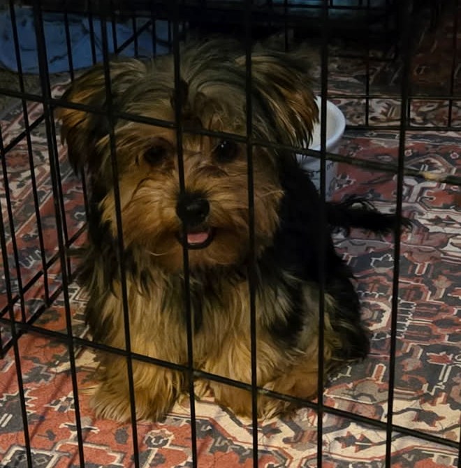Traditional Puppies — Yorkshire Terrier puppies at Arlene's Yorkies — photo 5