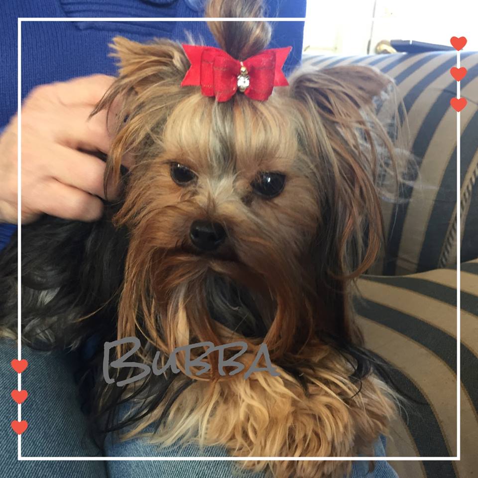 Bubba, a Yorkshire Terrier