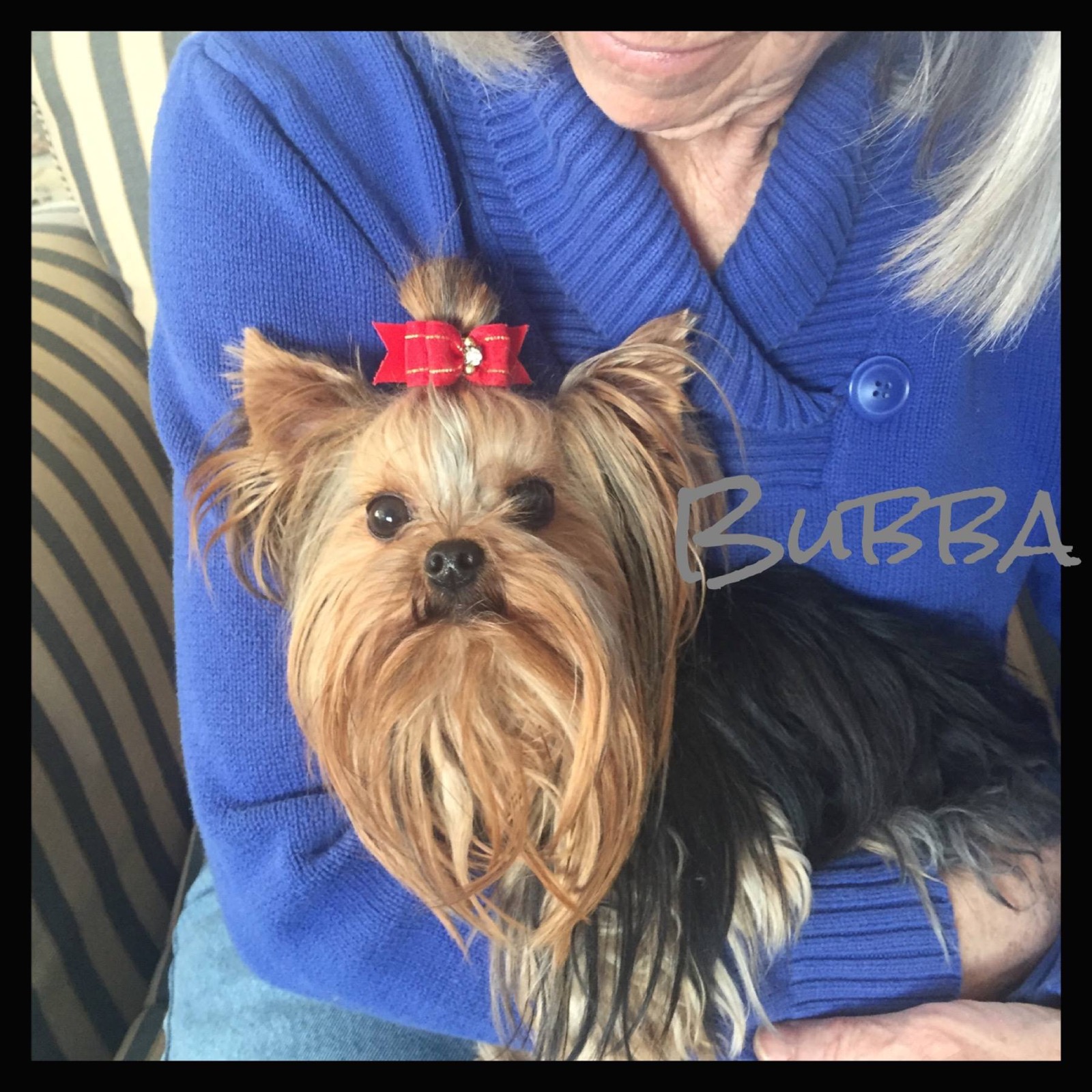 Clive, a Yorkshire Terrier