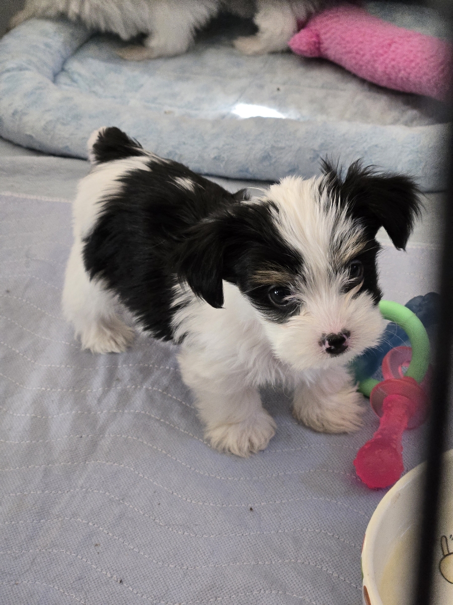 A past Yorkshire Terrier puppy from Arlene's Yorkies — photo 2