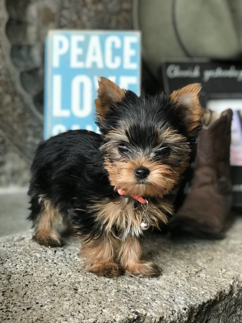 A past Yorkshire Terrier puppy from Arlene's Yorkies — photo 3