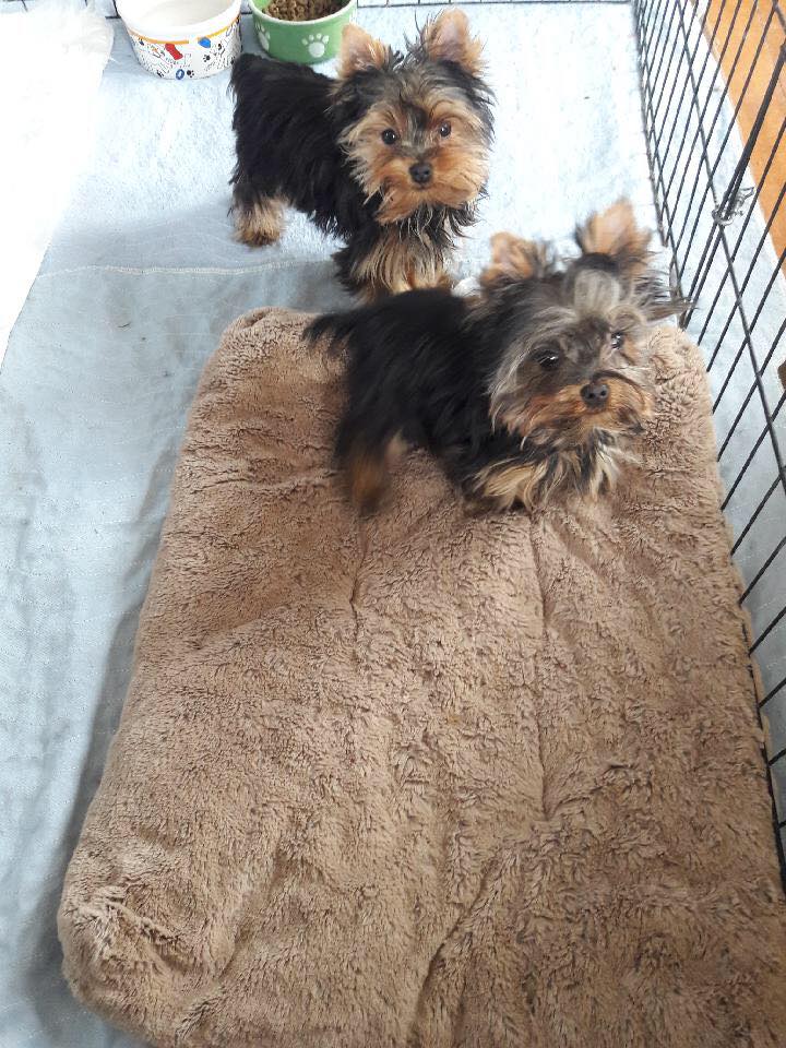 A past Yorkshire Terrier puppy from Arlene's Yorkies — photo 4