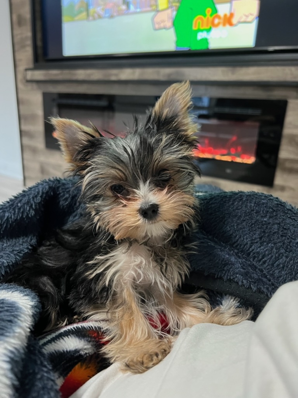 A past Yorkshire Terrier puppy from Arlene's Yorkies — photo 5
