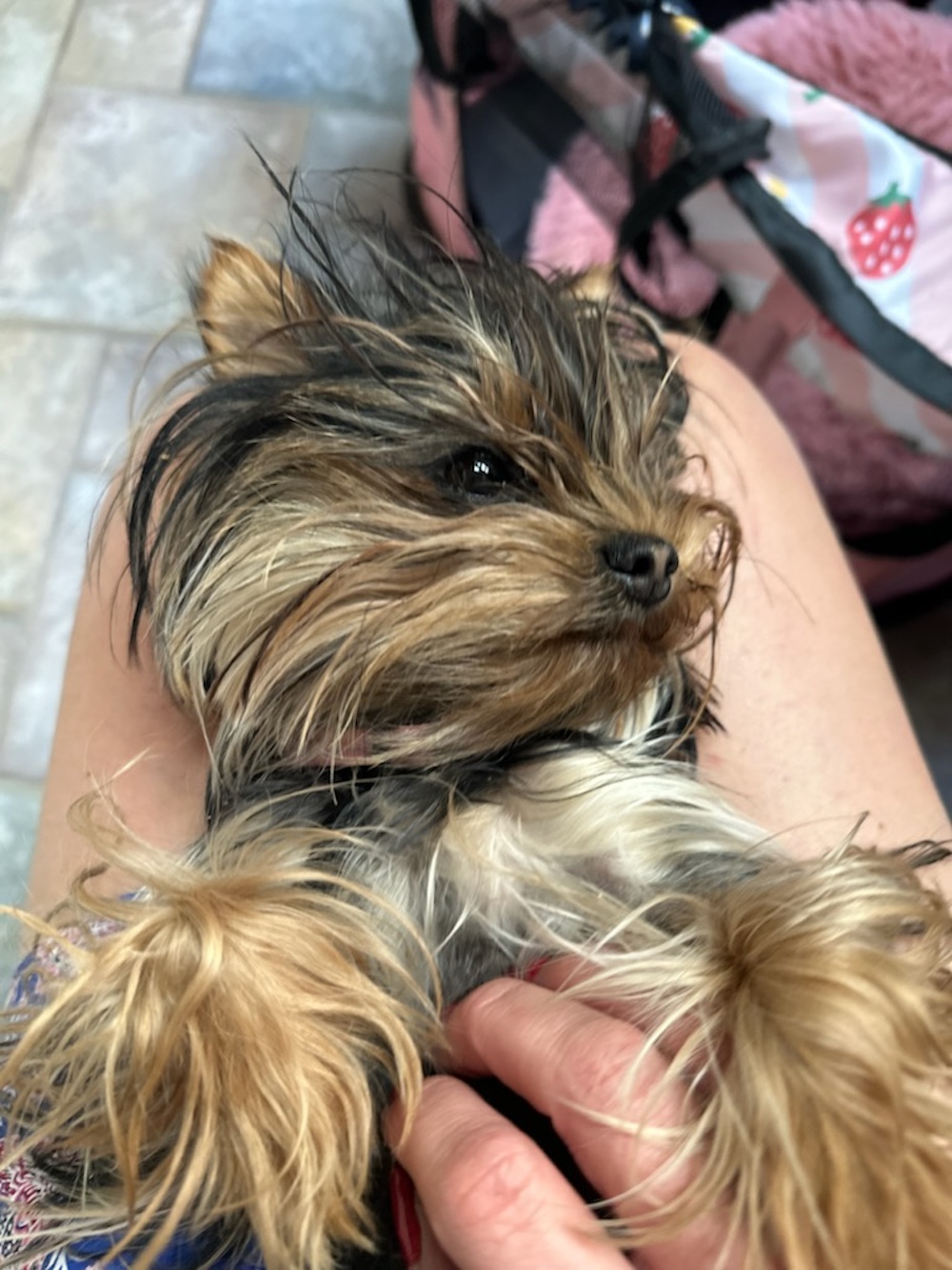 A past Yorkshire Terrier puppy from Arlene's Yorkies — photo 6