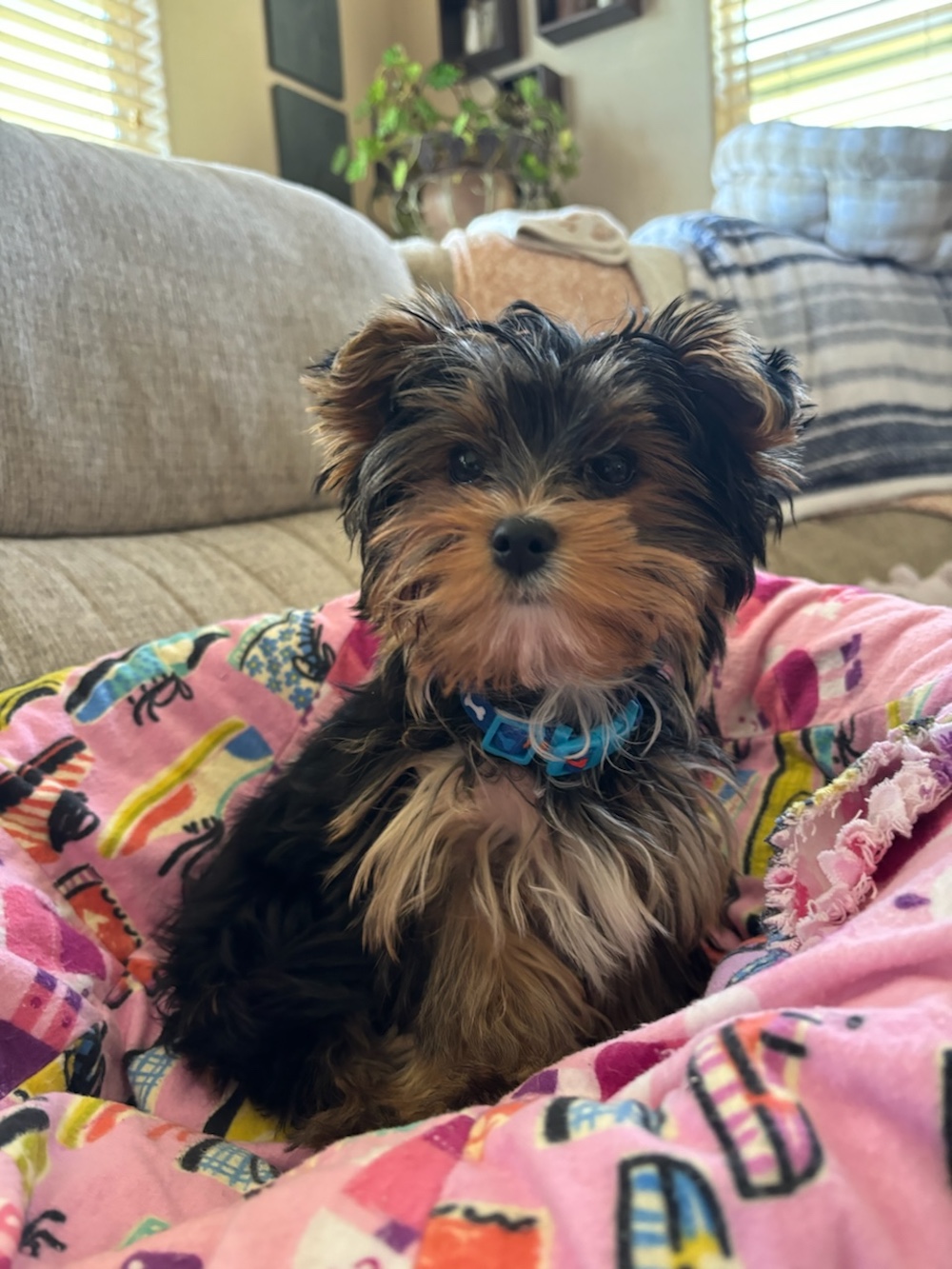 A past Yorkshire Terrier puppy from Arlene's Yorkies — photo 7