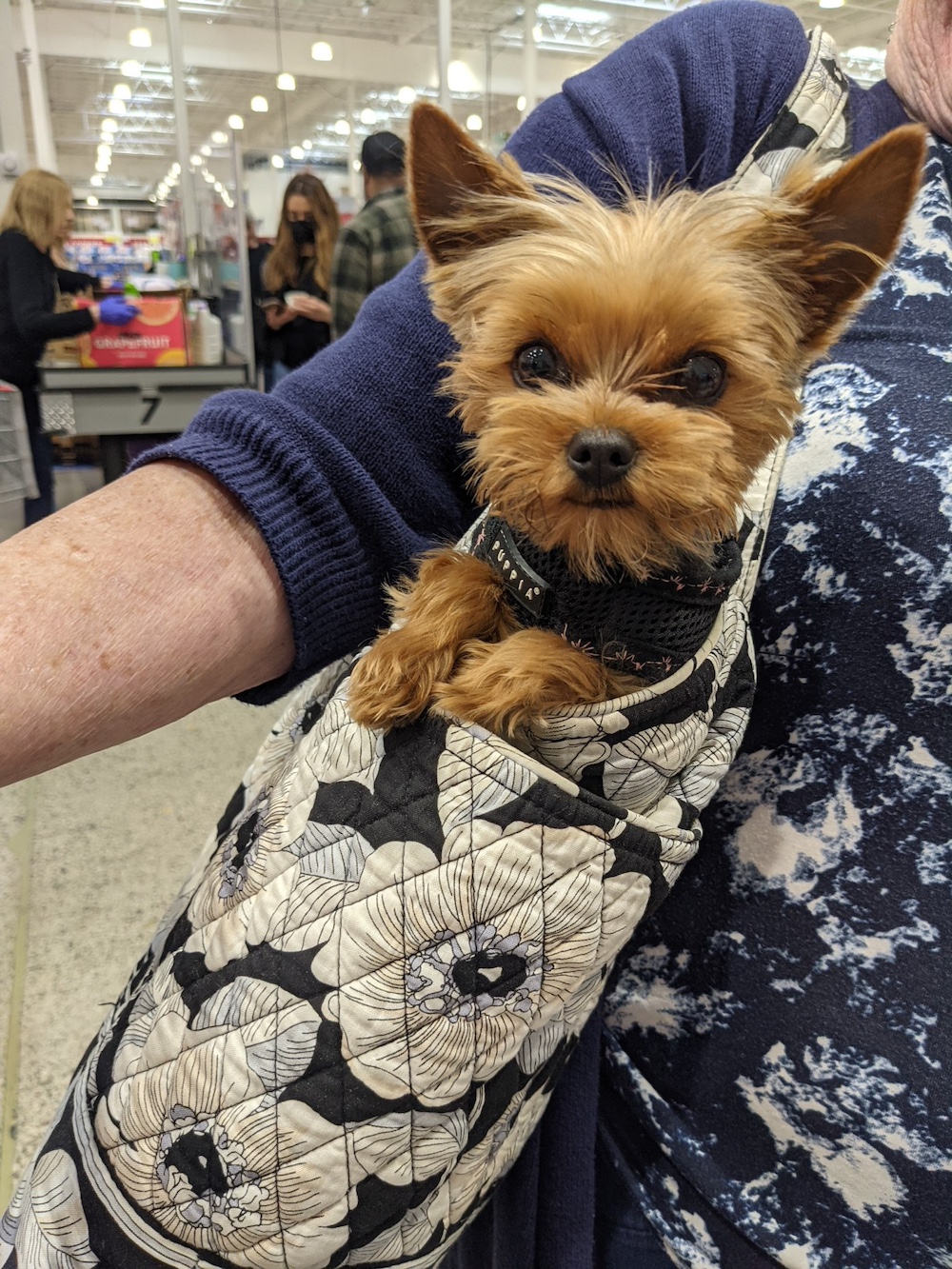 A past Yorkshire Terrier puppy from Arlene's Yorkies — photo 8