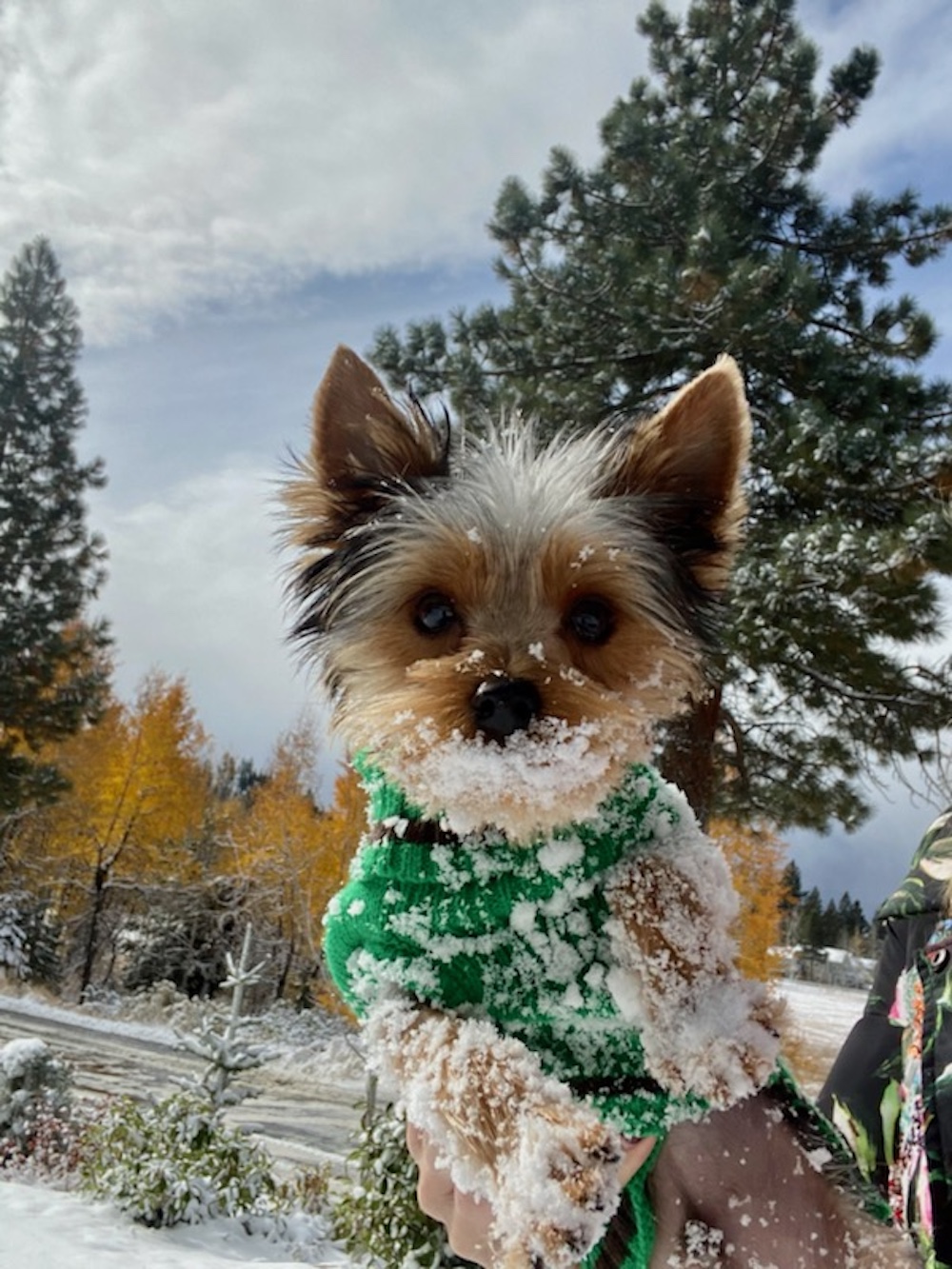 A past Yorkshire Terrier puppy from Arlene's Yorkies — photo 9