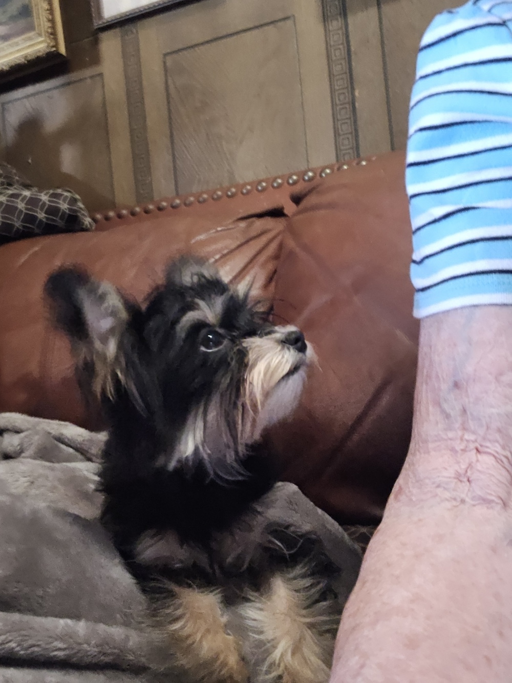 A past Yorkshire Terrier puppy from Arlene's Yorkies — photo 11