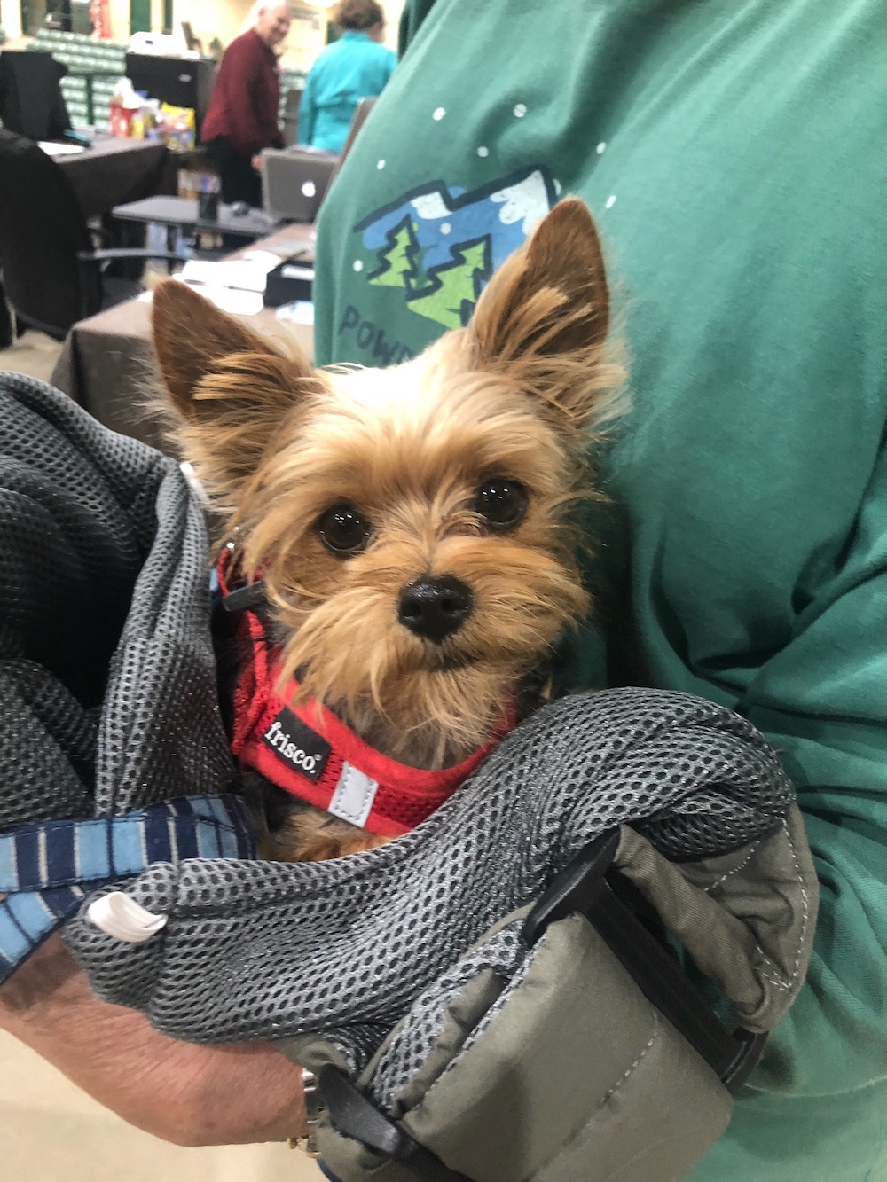 A past Yorkshire Terrier puppy from Arlene's Yorkies — photo 13