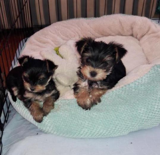 A past Yorkshire Terrier puppy from Arlene's Yorkies — photo 14