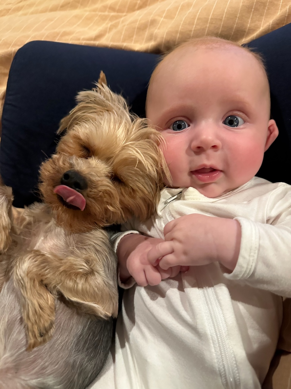 A past Yorkshire Terrier puppy from Arlene's Yorkies — photo 15