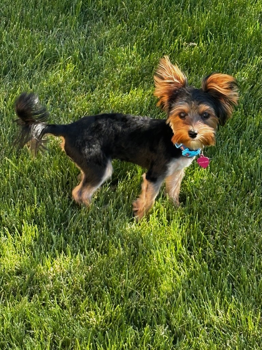 A past Yorkshire Terrier puppy from Arlene's Yorkies — photo 16