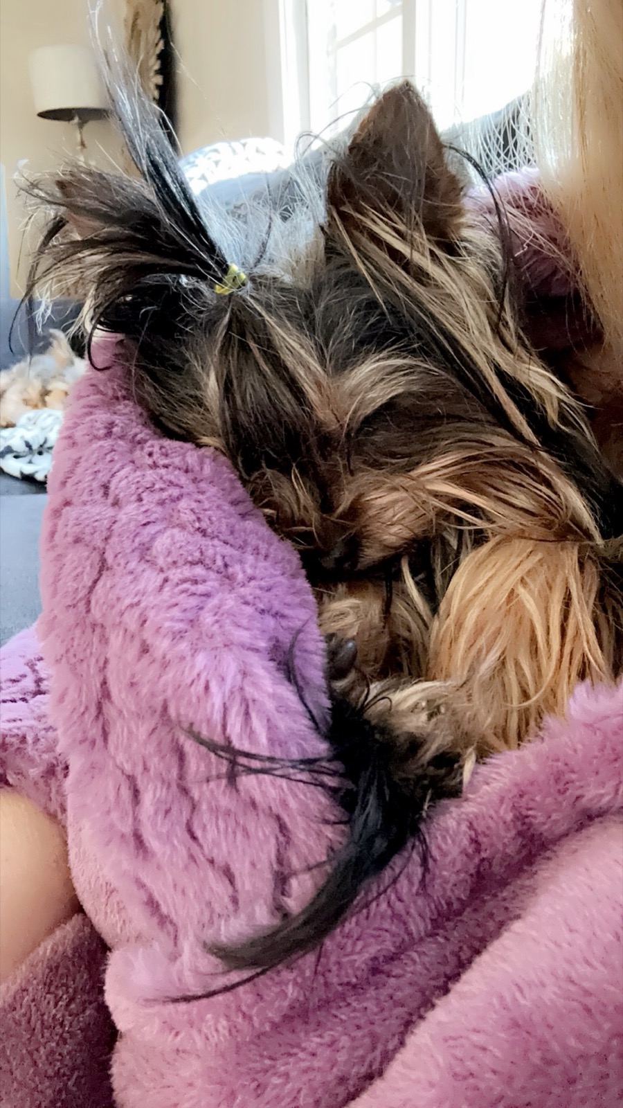 A past Yorkshire Terrier puppy from Arlene's Yorkies — photo 17