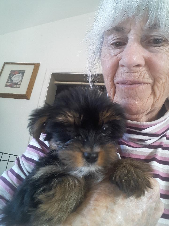 A past Yorkshire Terrier puppy from Arlene's Yorkies — photo 18