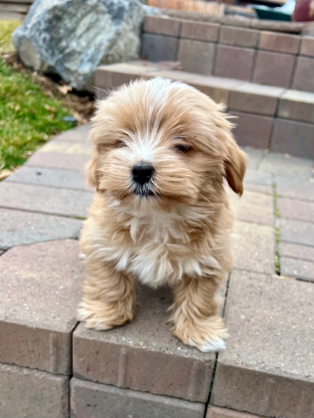 A past Yorkshire Terrier puppy from Arlene's Yorkies — photo 19