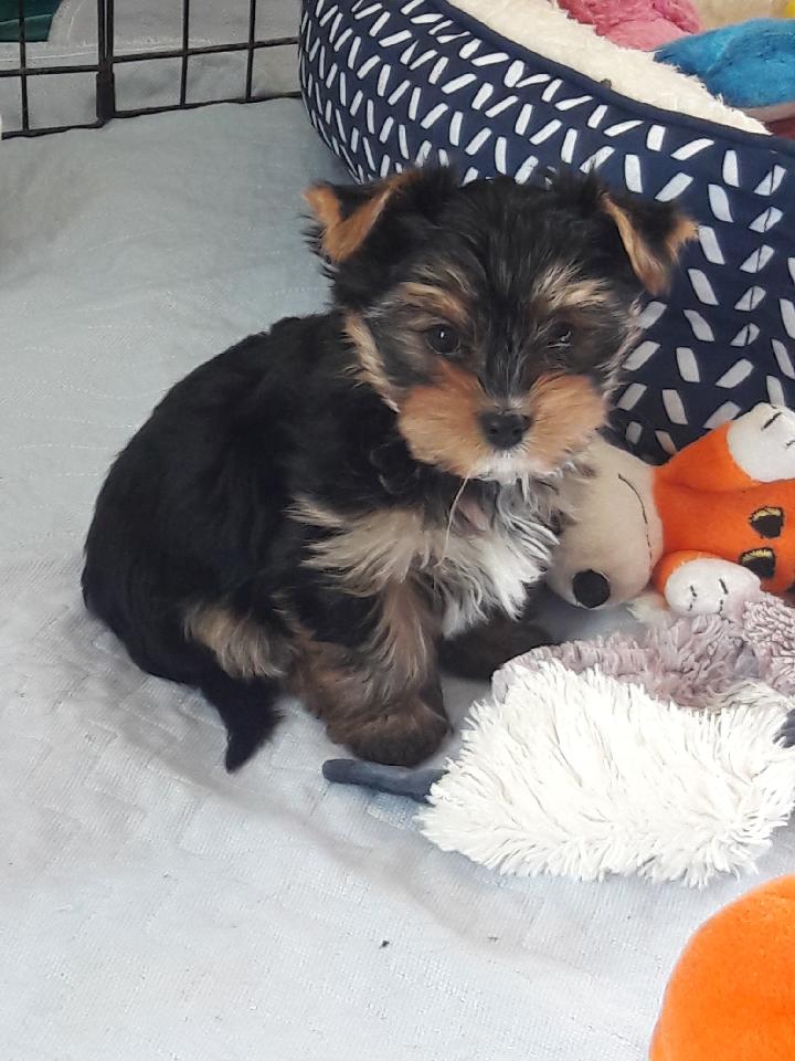 A past Yorkshire Terrier puppy from Arlene's Yorkies — photo 20