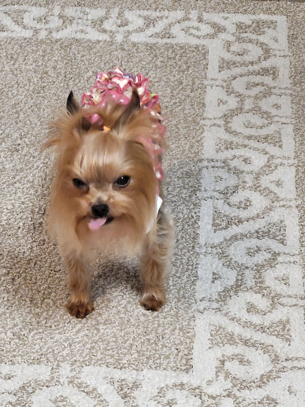 A past Yorkshire Terrier puppy from Arlene's Yorkies — photo 21