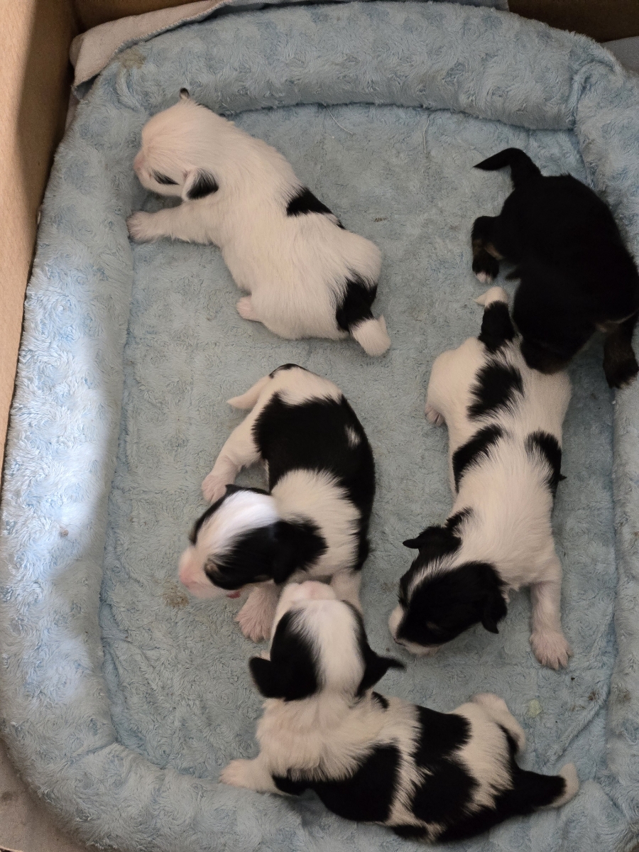 A past Yorkshire Terrier puppy from Arlene's Yorkies — photo 1